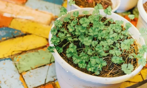 Como Plantar Salsinha em Apartamento: 5 Truques para Sempre Ter Folhas Frescas  