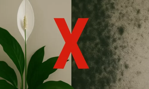 Adeus Mofo e Cheiros Desagradáveis! 7 Plantas Que Absorvem Umidade