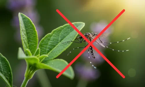 10 Plantas Que Afastam o Mosquito da Dengue e Protegem sua Casa!