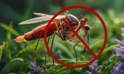 Xô, Mosquitos! 7 Plantas Que Espantam Mosquitos Naturalmente
